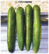 Super Beit Alpha Salatalık Tohumu(1000 gram)
