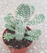 Euphorbia Mammillaris Variegata Kaktüs Batmayan Dikenler(5.5 Luk Saksıda)