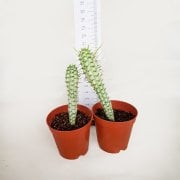 Euphorbia Mammillaris Variegata Kaktüs Batmayan Dikenler(5.5 Luk Saksıda)