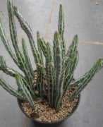 Senecio Stapeliiformis Kaktüs(5.5 Luk Saksıda)