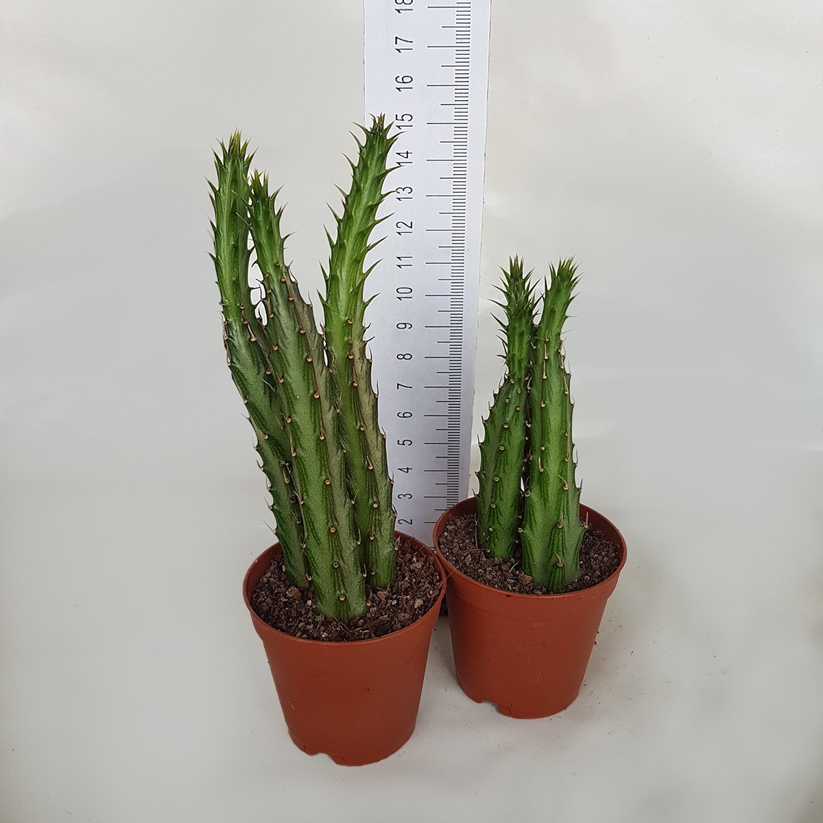 Senecio Stapeliiformis Kaktüs(5.5 Luk Saksıda)