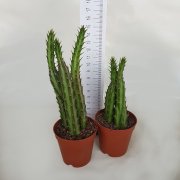 Senecio Stapeliiformis Kaktüs(5.5 Luk Saksıda)