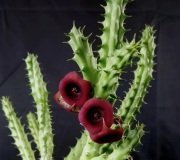 Huernia Schneideriana Leş Kaktüsü (5.5 Luk Saksıda)