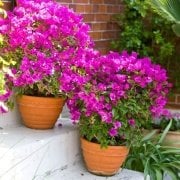Tüplü Bodur Deep Purple Gelin Duvağı Begonvil( Rodos Sarmaşığı) Fidanı