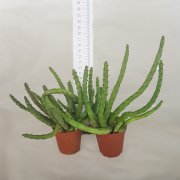 Huernia Schneideriana Leş Kaktüsü (5.5 Luk Saksıda)