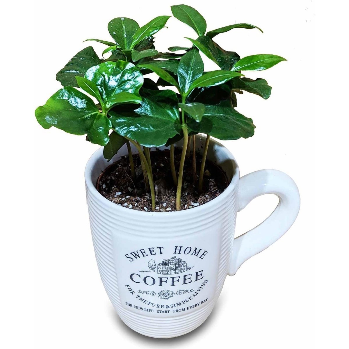 Tüplü Coffea Arabica Kahve Fidanı (Extra Bol Yavrulu)