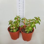Portulacaria Afra Mediopicta Yeşim Ağacı Sukulent (5.5 Luk Saksıda)