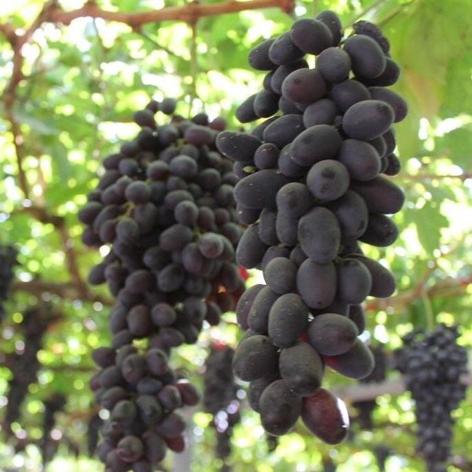 Tüplül Kokulu Özbek Siyahı Soğuklara Dayanıklı Çekirdeksiz Üzüm Fidanı