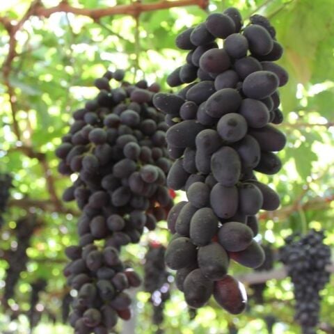 Tüplül Kokulu Özbek Siyahı Soğuklara Dayanıklı Çekirdeksiz Üzüm Fidanı