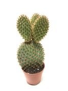 Opuntia Rufida Kaktüs (5.5 Luk Saksıda)