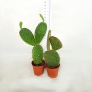 Opuntia Rufida Kaktüs (5.5 Luk Saksıda)