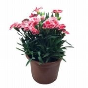 Toro Aristo Pink Kokulu Karanfil Çiçeği 9 Luk Saksıda