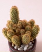 Bol Yavrulu Mammillaria Elongata Lady Finger Kaktüs Kaktüs (5.5 Luk Saksıda)