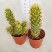 Bol Yavrulu Mammillaria Elongata Lady Finger Kaktüs Kaktüs (5.5 Luk Saksıda)