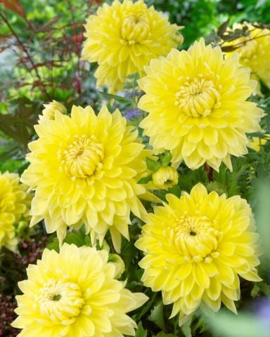 Büyük Çiçekli BilbaoYıldız Dahlia Çiçeği Soğanı Yumrusu (1 adet)