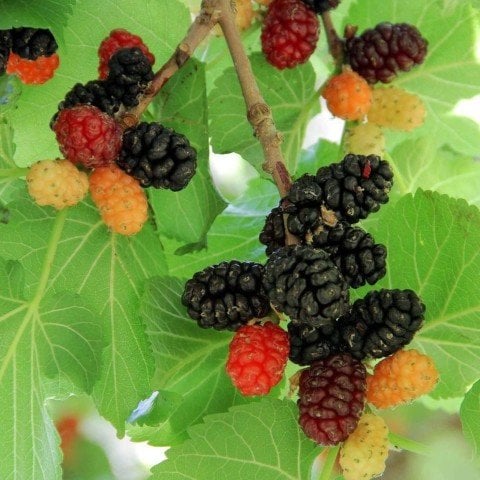 Tüplü Ekşi Kara Dut Fidanı (60-100 cm)