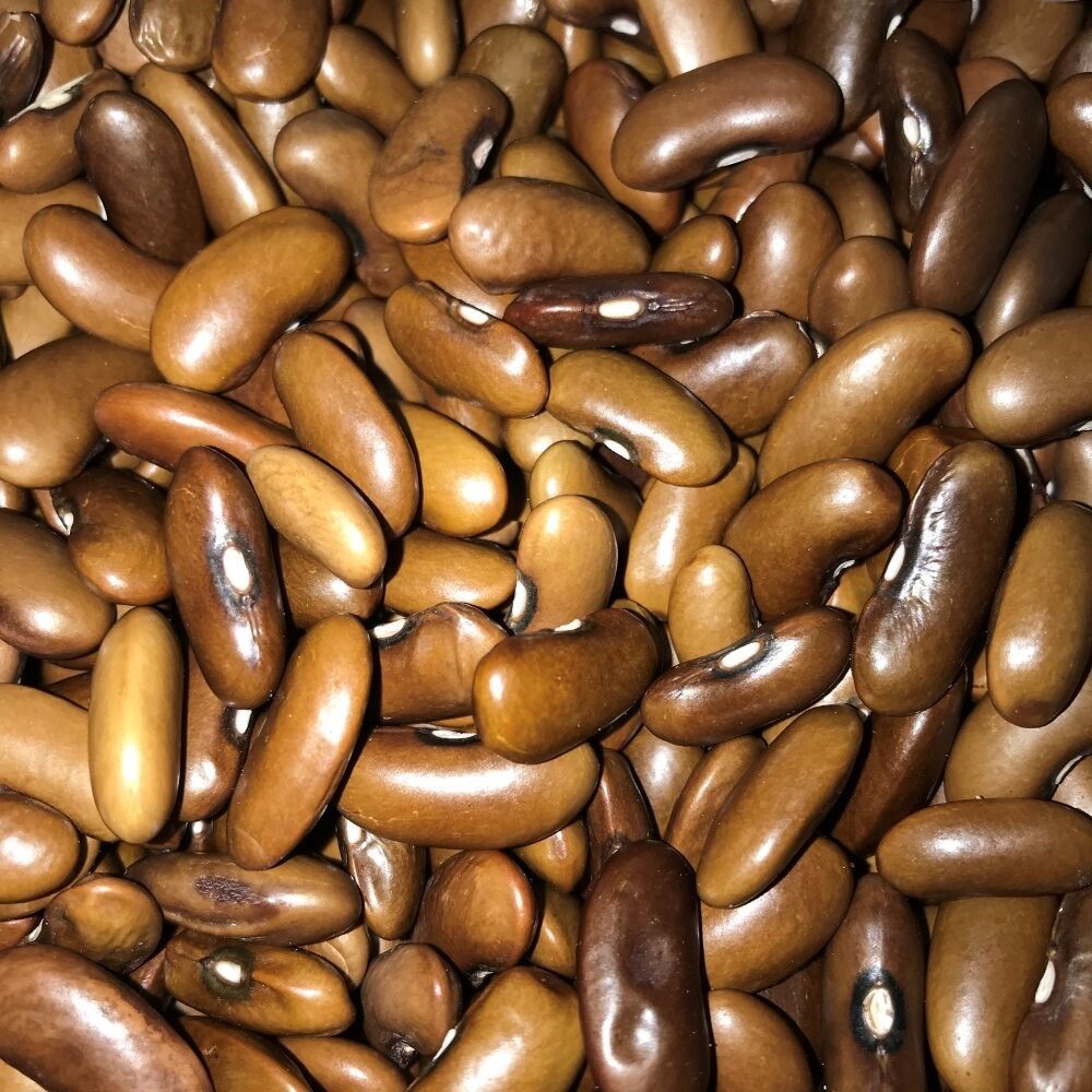 Geleneksel Ata Tohumları Magnum Oturak Fasulye Tohumu (10 tohum)