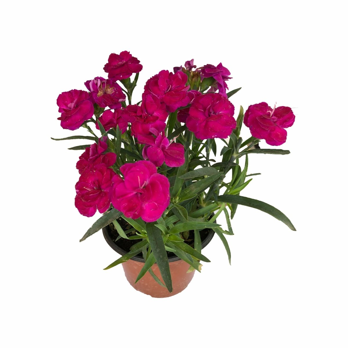 Toro Pink Charm Kokulu Karanfil Çiçeği 9 Luk Saksıda