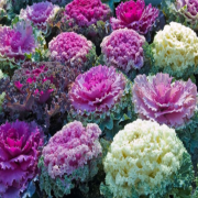 Mix Colour Süs Lahanası Fidesi (5 adet)