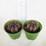 Gymnocalycium Mihanovichii Kahverengi Kaktüs (5.5 Luk Saksıda)