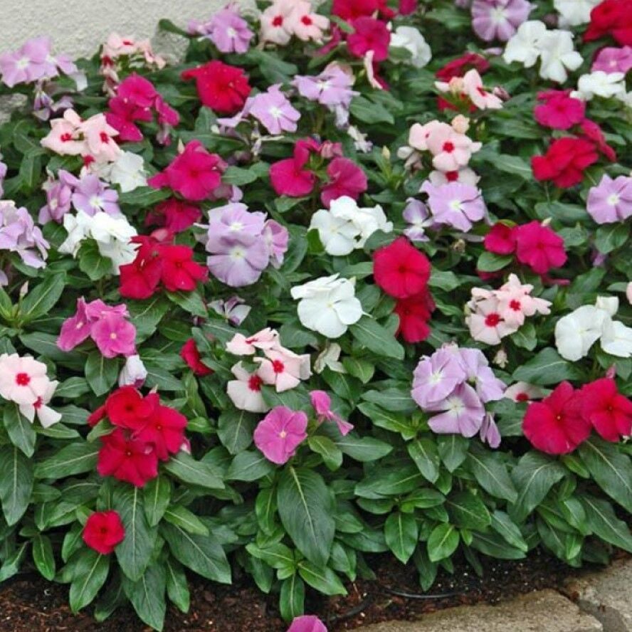 Herdem Yeşil Mixed Soğuklara Karşı Dayanıklı Vinca Cezayir Menekşesi Çiçeği Fidesi (5 adet)