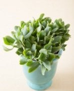Crassula Arborescens Undulatifolia Sukulent (5.5 Luk Saksıda)
