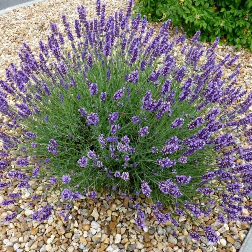 Nadir Grosso Lavender Aromatik Lavanta Fidesi (1 adet)