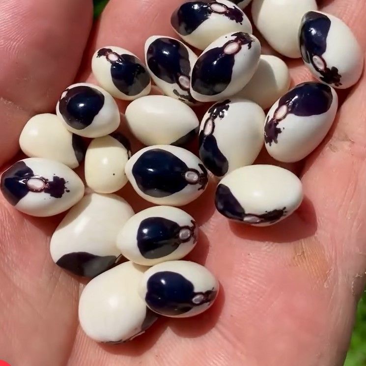 Geleneksel Ata Tohumları Kastamonu Burnu Kara Sırık  Fasulye Tohumu (10 tohum)