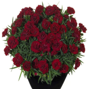 Sunflor Desire Karanfil Çiçeği Fidesi(3 adet)