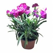 Toro King And  Princess Kokulu Karanfil Çiçeği 9 Luk Saksıda