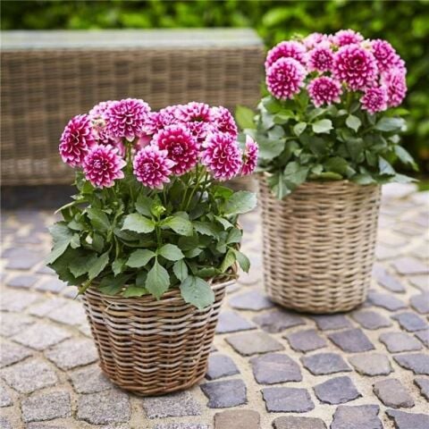İri Çiçekli Lubega Burgundy White Dahlia Çiçeği Fidesi (1 adet)