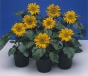 Saksılık Bodur Sunspot Ayçiçeği Tohumu(30 tohum)