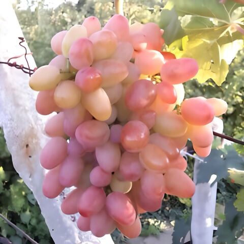 Tüplü Kokulu Geçci Arcadia Çekirkdeksiz Üzüm Fidanı Soğuklara Dayanıklı