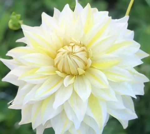 Büyük Çiçekli La Luna Yıldız Dahlia Çiçeği Soğanı Yumrusu (1 adet)