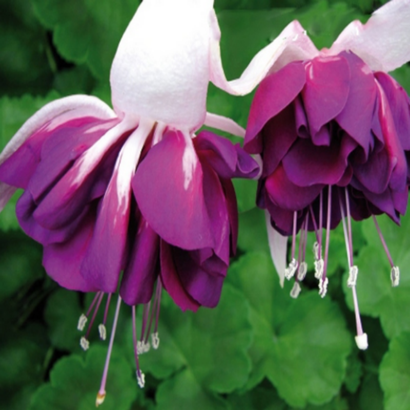 Marbeller White Purple Küpe Çiçeği Fidesi (2 Adet)