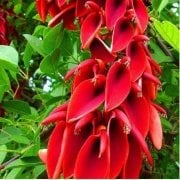 Erythrina Crista Galli Mercan Ağacı Fidanı Özel Çeşit(60-100 cm)