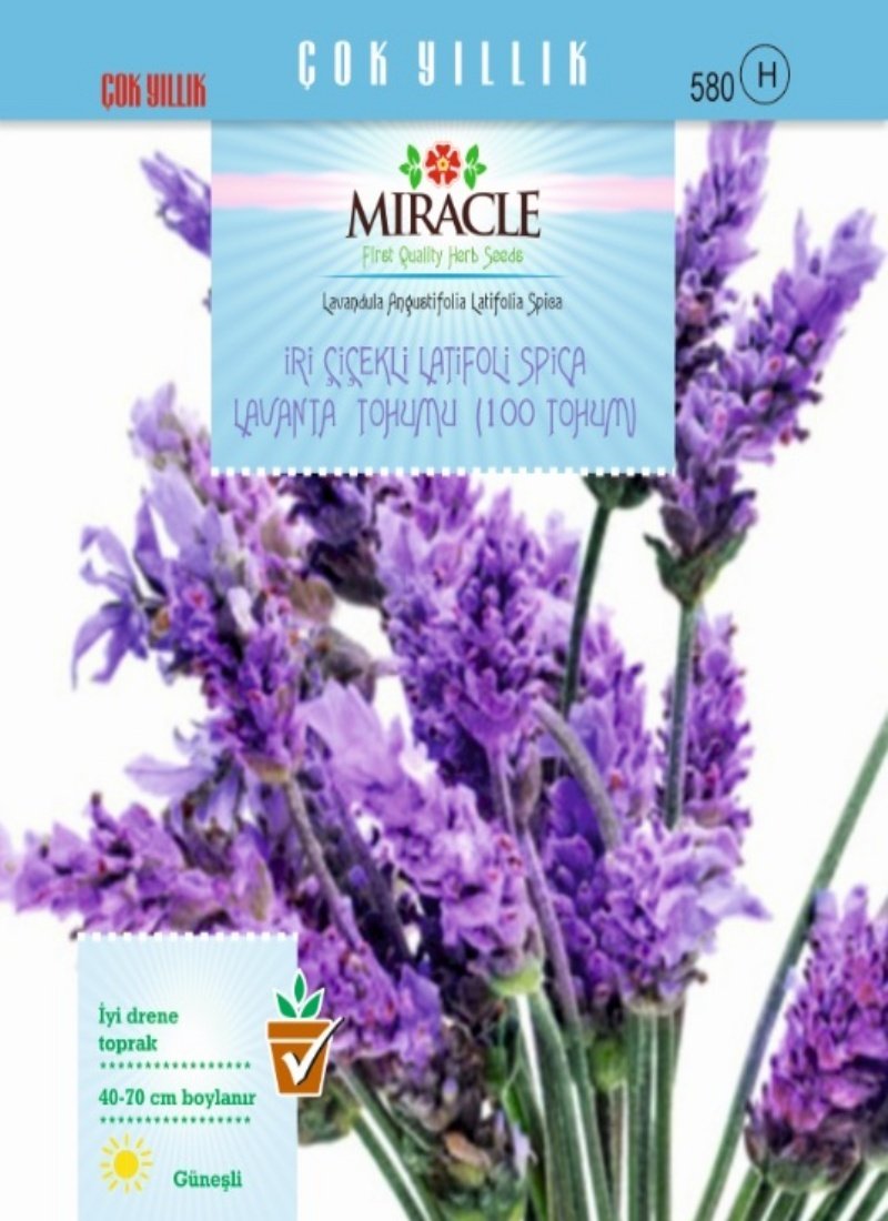 Miracle İri Çiçekli Latifoli Spica Lavanta  Tohumu  (100 tohum)