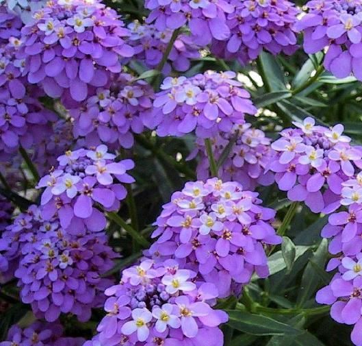 Candytuf İberis Çiçeği Tohumu(200 adet)