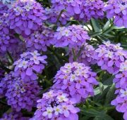 Candytuf İberis Çiçeği Tohumu(200 adet)
