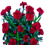 Sunnybees Deep Red Kokulu Karanfil Çiçeği Fidesi (2 adet)