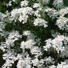 Rocket Candytuft İberis Çiçeği Tohumu(100 tohum)