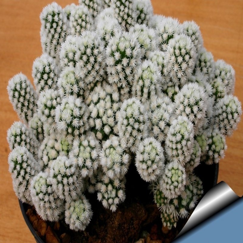 Mammillaria Vetula Ssp. Gracilis Kaktüs (5.5 luk Saksıda)