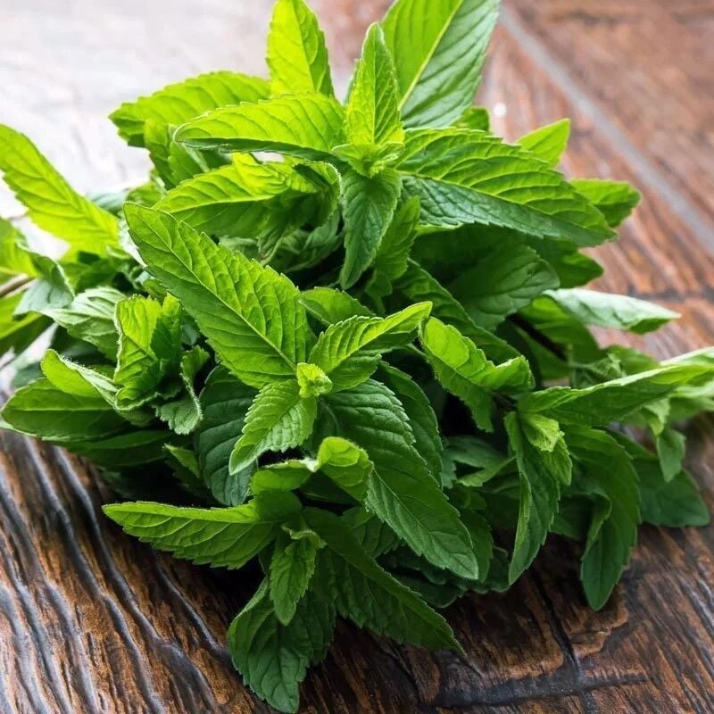 Soğuklara Dayanıklı Geleneksel Yoğun Kokulu Anadolu Köy Nanesi Fidesi (3 adet)