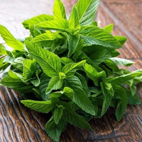 Soğuklara Dayanıklı Geleneksel Yoğun Kokulu Anadolu Köy Nanesi Fidesi (3 adet)