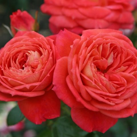 Aşılı Kokulu Yediveren Koyu Turuncu Queen Of Hearts  Gül Fidanı