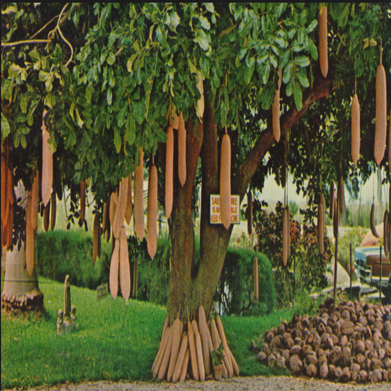 Sausage(Sucuk) Ağacı Tohumu(5 tohum)