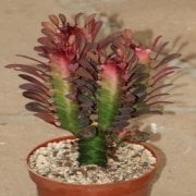 Euphorbia Trigona Rubra Kaktüs Kırmızı Süt Ağacı (5.5 luk Saksıda)
