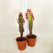 Euphorbia Trigona Rubra Kaktüs Kırmızı Süt Ağacı (5.5 luk Saksıda)