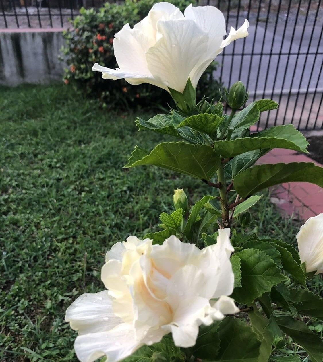 Nadir Tüplü Katmerli Beyaz Japon Gülü Fidanı (5-10 cm)