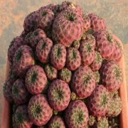 Sulcorebutia Rauschii Violet Kaktüs  (5.5 luk Saksıda)